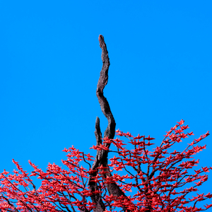 不二子赤身跳钢管舞免费观看
